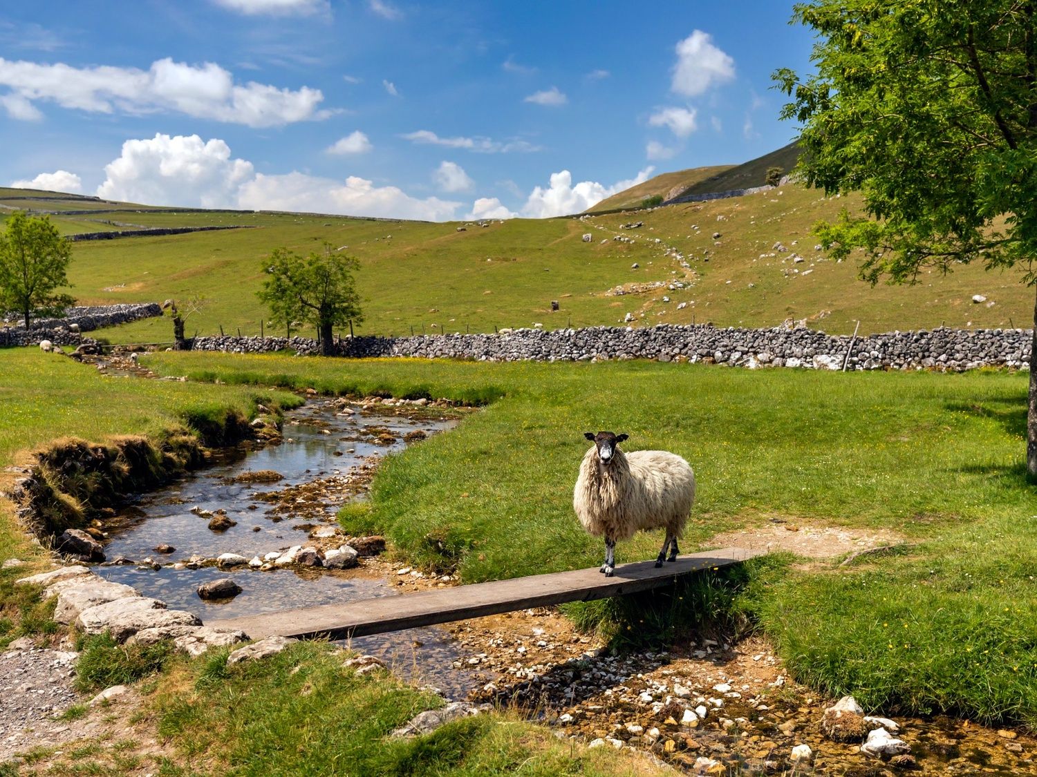 Sheep in the Yorkshire Dales